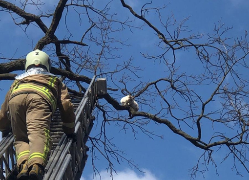 Під Полтавою співробітники ДСНС врятували кота