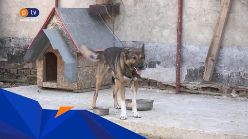 Невідомі в лапу собаки встромили ланцюг