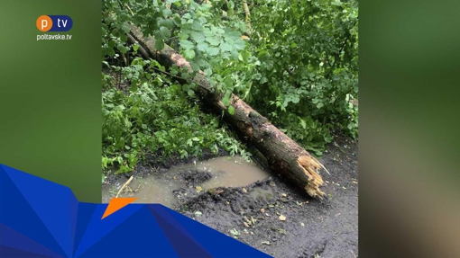 Під Полтавою дерево впало та вбило хлопця