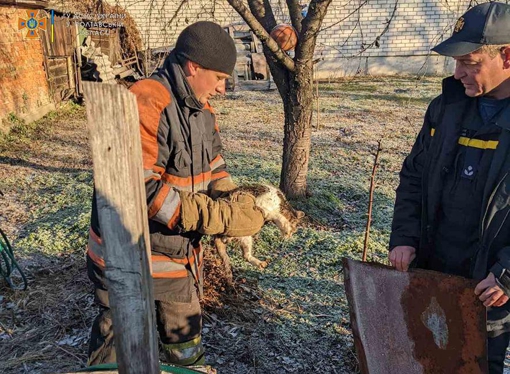 У Полтавській області врятували кота, який впав у колодязь