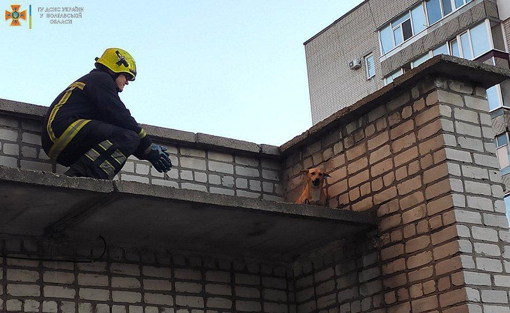 У Кременчуці співробітники ДСНС врятували собаку