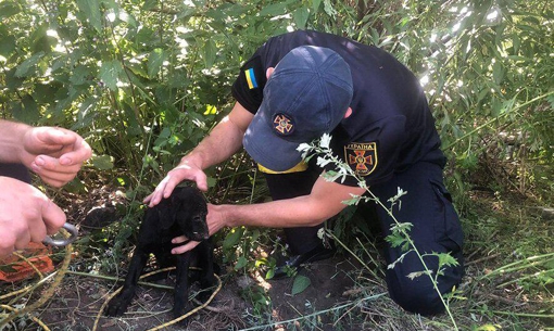 На Полтавщині рятувальники витягли цуценя з глибокої ями