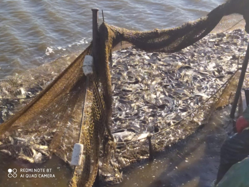 На Полтавщині водосховище зарибнили товстолобом