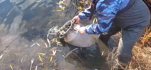 Під Полтавою водойму зарибнили білим амуром. ВІДЕО