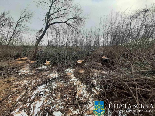 На Полтавщині чоловіка підозрюють у незаконній порубці дерев на понад пів мільйона гривень