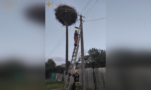 На Полтавщині врятували лелеченя, яке випало з гнізда