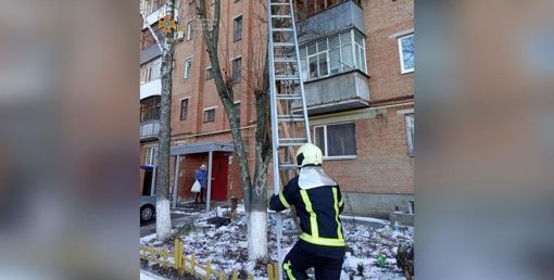 У Полтаві рятувальники зняли з дерева кота