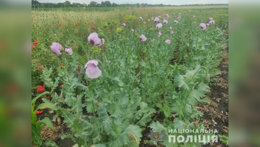 На Полтавщині жінка вирощувала наркотичний снодійний мак