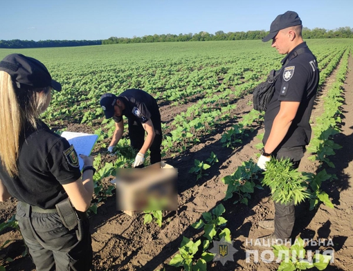 У Полтавській області серед поля соняшників знайшли понад 14,5 тисяч рослин конопель. ВІДЕО