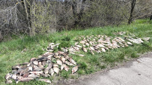 Чоловік на Кременчуцькому водосховищі виловом риби завдав збитків на 2 мільйони гривень